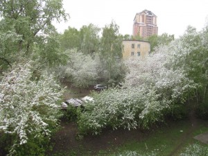 17.05.17-mayskiy-sneg..